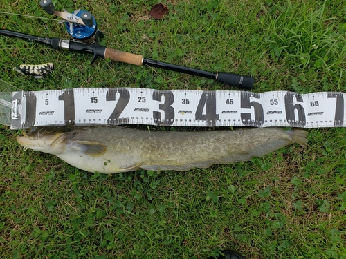 マナマズの釣果