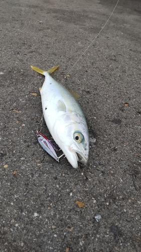 ワカシの釣果