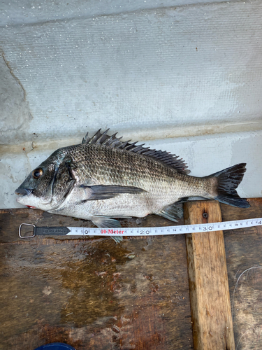 クロダイの釣果