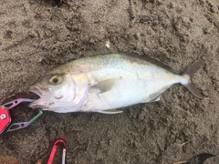 ショゴの釣果