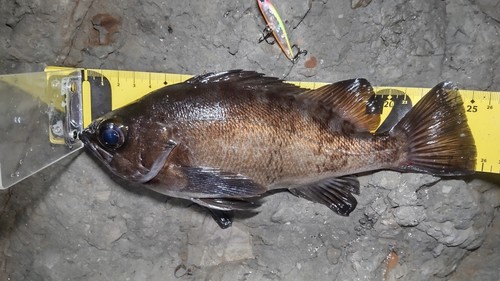 メバルの釣果