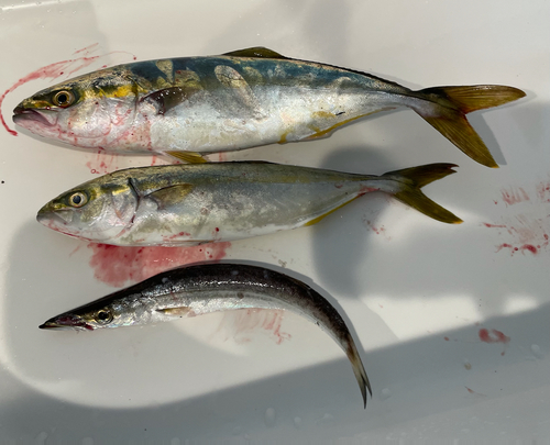 ワカシの釣果