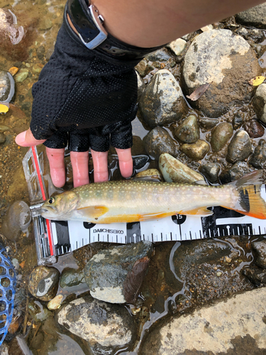 イワナの釣果