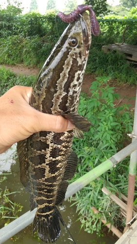 ライギョの釣果