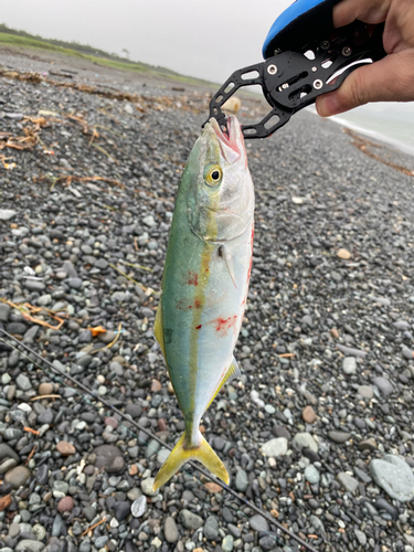 ワカシの釣果