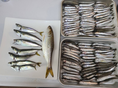 カタクチイワシの釣果