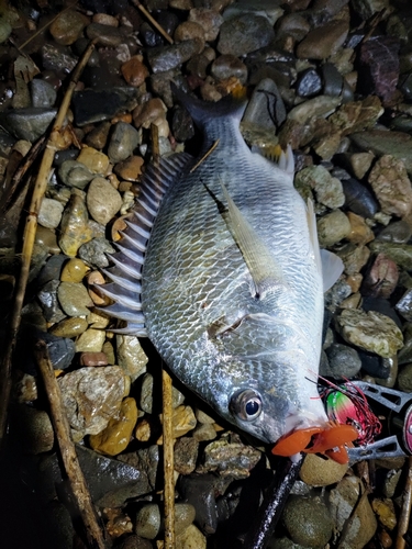 キビレの釣果