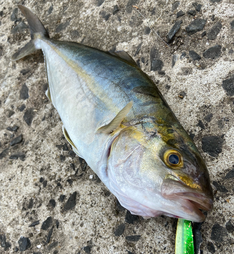 ショゴの釣果