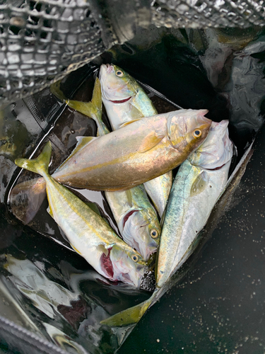 ショゴの釣果