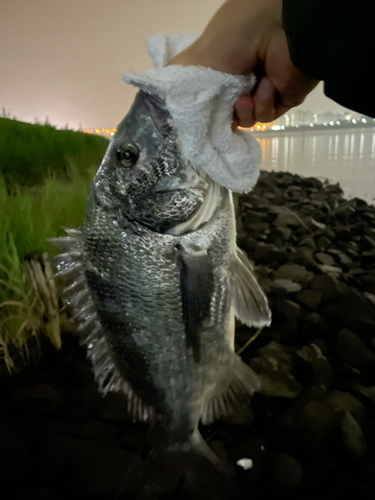 チヌの釣果