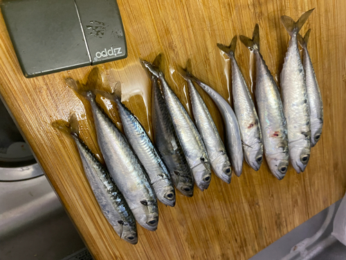 イワシの釣果