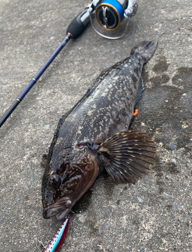 アイナメの釣果