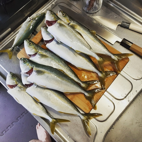 ワカシの釣果