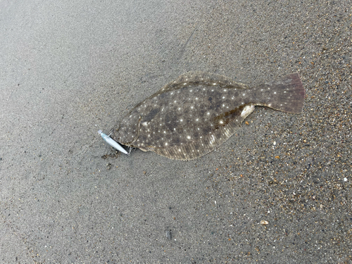 ヒラメの釣果