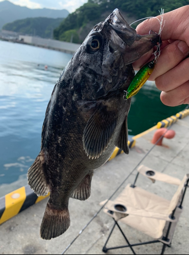 クロソイの釣果