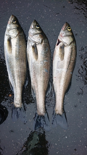 シーバスの釣果