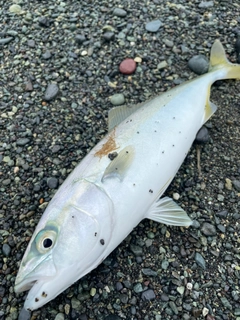 ワカシの釣果