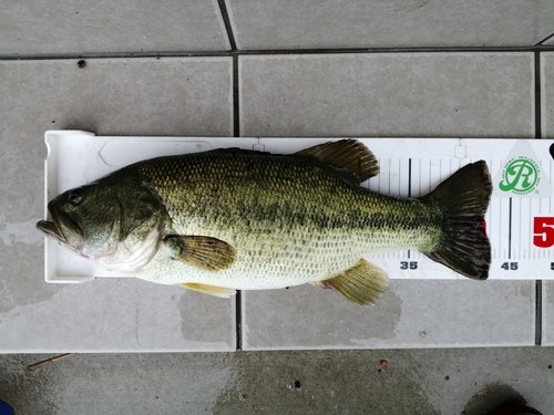 ブラックバスの釣果