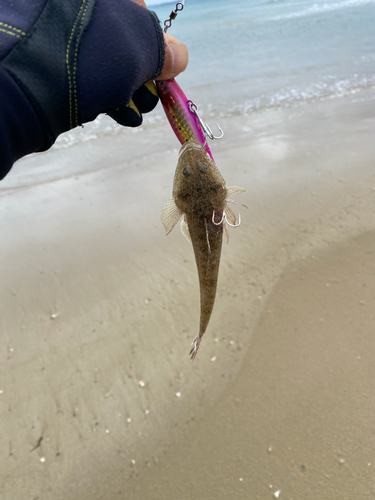 マゴチの釣果