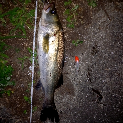 シーバスの釣果