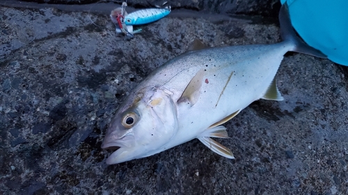 ショゴの釣果