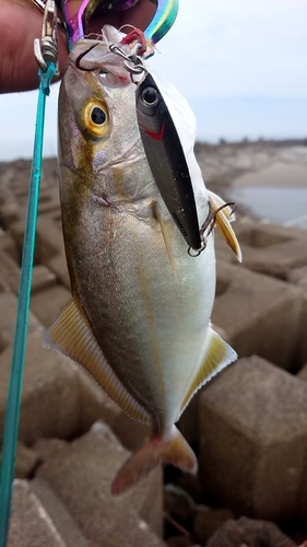 ショゴの釣果