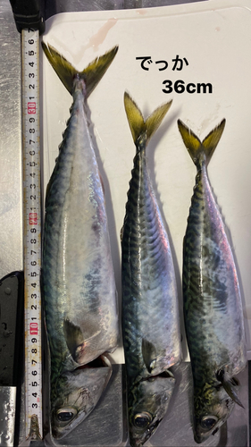 サバの釣果