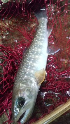 イワナの釣果