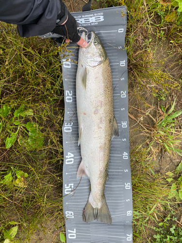 サクラマスの釣果