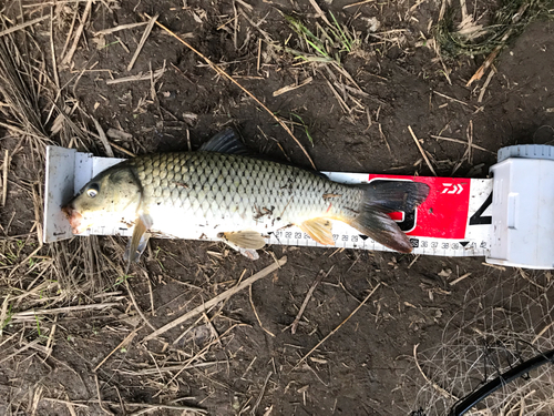 コイの釣果