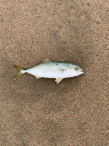 ワカシの釣果