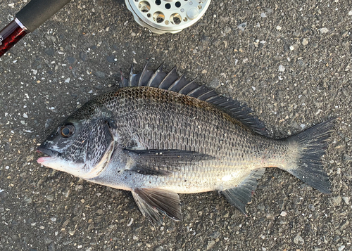 チヌの釣果