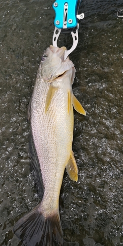 シログチの釣果