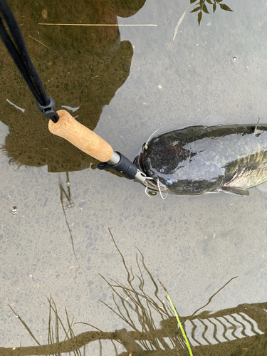 ナマズの釣果