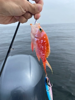 サクラダイの釣果