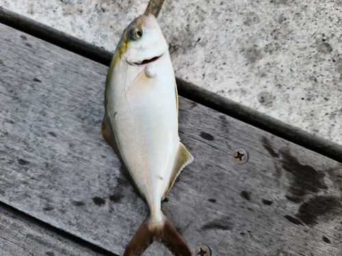 ショゴの釣果