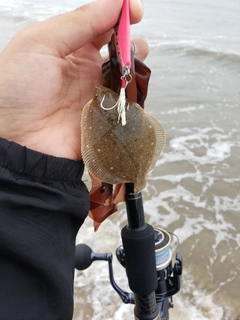 カレイの釣果