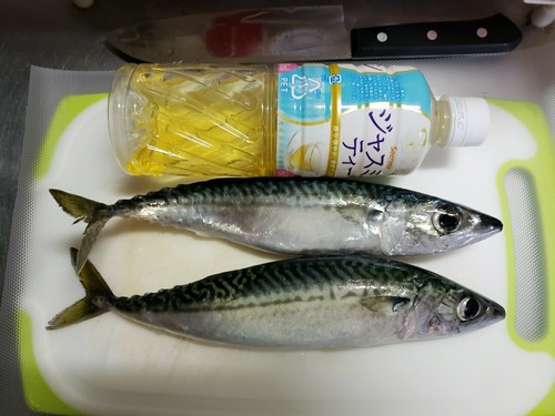 サバの釣果