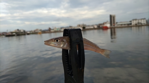 キスの釣果