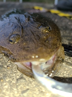 マゴチの釣果