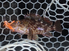 カサゴの釣果