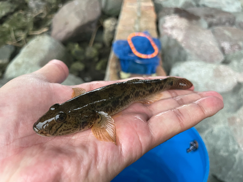 マハゼの釣果