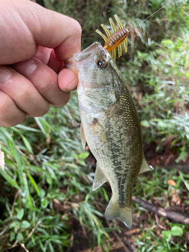 ラージマウスバスの釣果