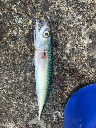 サバの釣果