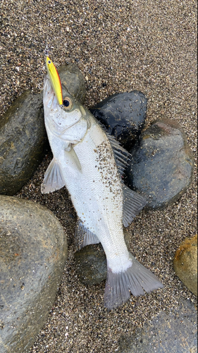 フッコ（ヒラスズキ）の釣果