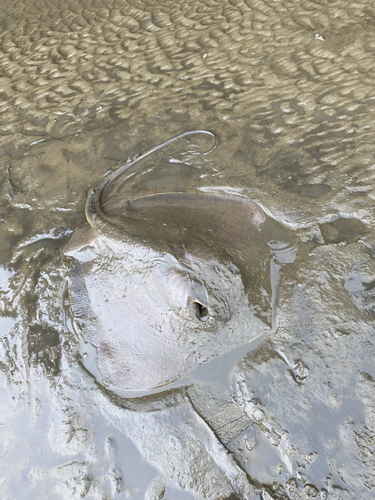 アカエイの釣果