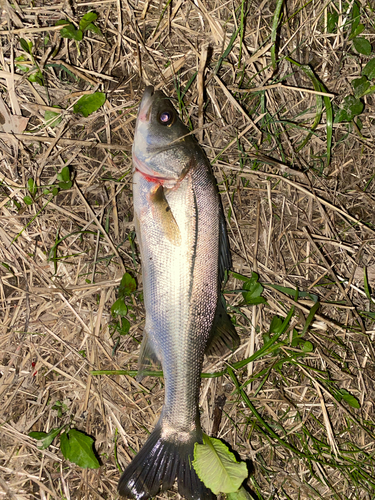 セイゴ（マルスズキ）の釣果