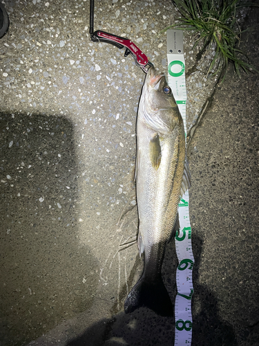 シーバスの釣果