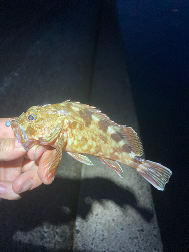 カサゴの釣果