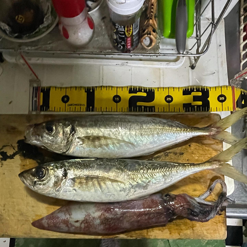 アジの釣果